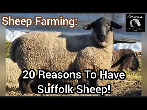 Sheep Farming: 20+ Reasons To Have Suffolk Sheep! |April 2022