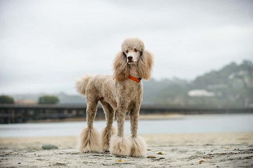 Poodle Lifespan: How Long Do Poodles Live?
