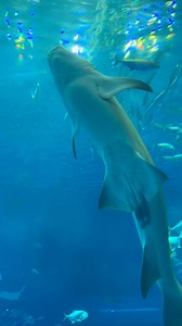 6.4K views · 1.1K reactions | ¡Buscando a Nemo versión Salchi! ⚓ En...