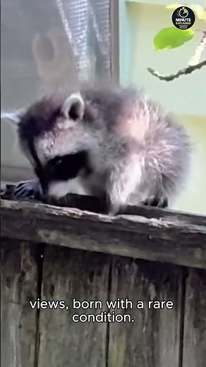 Meet Jimothy The 8 Million View Raccoon 🤯