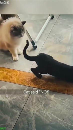 Funny Cats 2025 😅 kitten meowing 🙀 # #6739