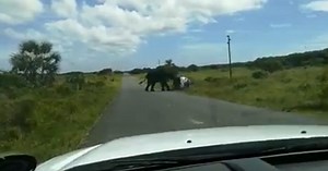 WATCH: Elephant rolls car over at game reserve