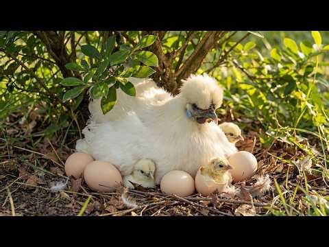 Silkie Chicken: 190 Days From Egg To Survivor | Animals Life
