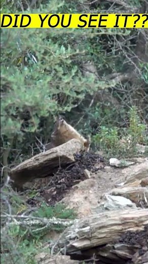 Did You Catch That? Airgun Bullet in Motion