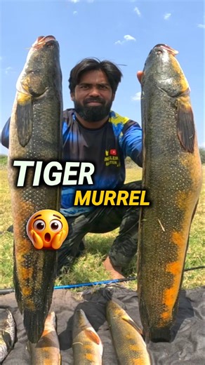 Big Snakehead Fishing | Catch Monster Snakehead fish on frog | Fishing Video | Fishing Rod