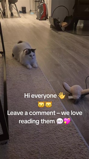 ✨ Daily life of Lucy & Leo 🐾 – funny, cute, and spontaneous moments! All original videos, filmed naturally – no forcing, just pure cat life and love ❤️ Both Lucy (born 2025) and Leo (born 2023) were adopted from the animal shelter 🏡 👉 Subscribe for more original daily cat shorts and heartwarming moments! 🐱for more visit my channel on Tiktok and YouTube Lucy&Leo #cats #funnycats #catlife #dailycats #cutecats