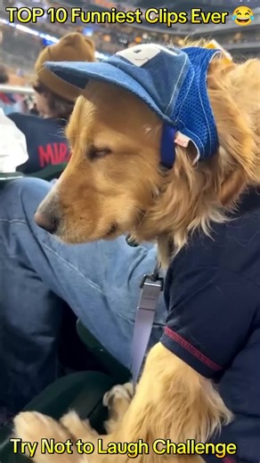 TOP 10 Funniest Clips Ever - Try Not to Laugh Challenge #funny #usatrending #fyp #usafyp #unitedstates