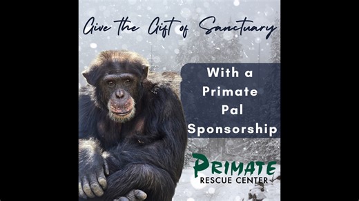 Hey, everyone! This week kicks off our Primate Pal Program's Holiday Pre-Order special, and today's video features Ike chimpanzee! With gift-giving season upon us, supporting a primate who lives at the PRC through a Primate Pal donation is like two gifts in one - you're supporting the care of a deserving chimp or monkey while giving your loved one the gift of updates and photos of their special Pal throughout the year! Plus, for any full annual sponsorship donation of $150, your gift will not be