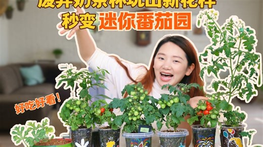 一个奶茶杯搞定番茄盆栽🍅 爆果小妙招~