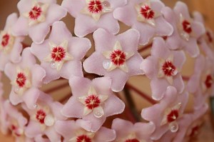 25  Hoya Varieties [With Names & Pictures] - Plants Craze