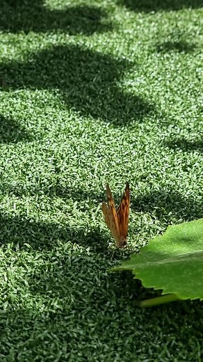 Butterfly Blues #fyp #foryou #foryoupage #viralvideo #viral #guineapigsoftiktok #guineapigs #funnyvideos