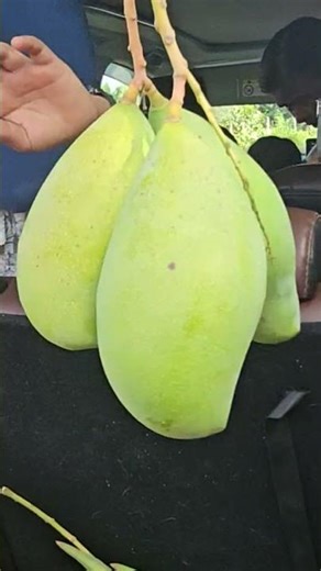 కొత్త సంవత్సరం మామిడి కాయలు#trendingshorts #viral #happymoments #minivlog #beautifulnature #mango