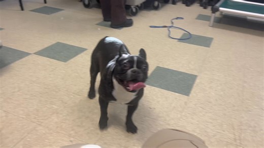 Monroe, CT Animal Control on Reels