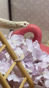 Fun fact: because my first reptile’s name is Goose, Marshmallow was almost named Quail! Thanks to my sister, he’s the Marshmallow we know and love today 😂 #hognose #snakes #reptiles #reels | Marshmallow The Hoggie