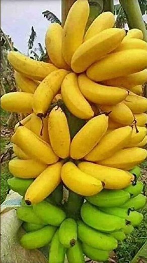 Banana Facts for Kids | Fun Learning About Bananas 🍌