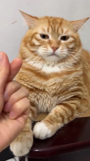 45K views · 3.8K reactions | Accurate dodging pet debut plan and my resentful cat confusing behavior #pets #instagram #cats #kitty #cutecat #animals #of #instacat #cute #dog #catlover #pet #catlove #catlovers #cat #love #catoftheday #meow #kittens #catsofinstagram #kitten #gato #catlife #catstagram | Cute Moew | Facebook