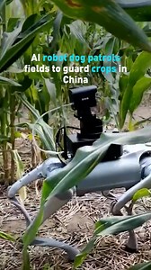 144K views · 893 reactions | In Shandong province, China, an...