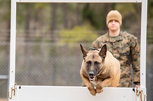 Paws on the ground: Military Working Dog handler experience