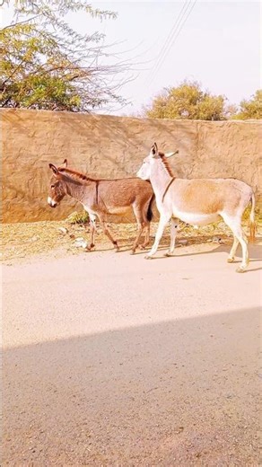 donkey animal #donkey