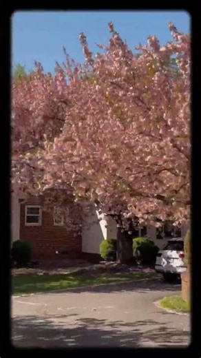 Spring when you live in Great Falls, Virginia