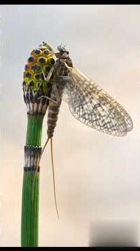 The Secret Life of Mayflies — Ancient Insects of Rivers, Forests & the Food Chain