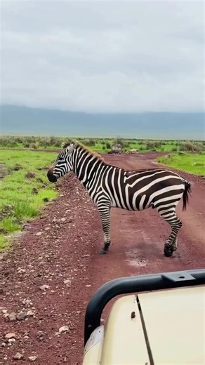 Courtship Behavior of a Male Zebra in the African Wilderness While on a morning game drive, we observed a mature male zebra exhibiting heightened territorial and courtship behavior — a clear indication of breeding readiness. In zebra social systems, dominant stallions play a crucial role in protecting and maintaining access to a group of mares. #zebra #wildlife #animals #viralvideo #1mviews1followers