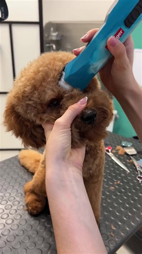 Poodle Face Grooming Transformation: Before & After Haircut Tutorial