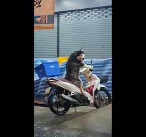 Siberian Husky rides like a human on a motorcycle, Thailand