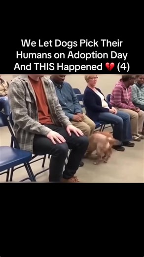 Dogs Choose Their Humans: Heartwarming Adoption Day Stories