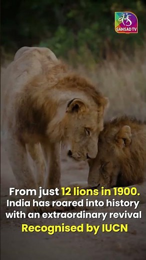 World Lion Day | #lion