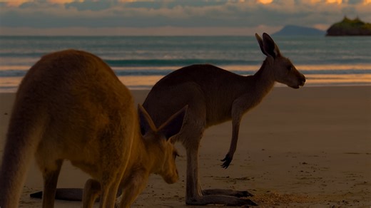 Cape Hillsborough – Australia – Kangaroos on the Beach at Sunrise in 4K