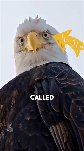 Birds Can See Earth’s Magnetic Field 🧲 — special protein Cryptochrome 👁️ #shorts