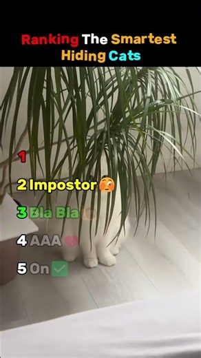 Ranking The Smartest Hiding Cats