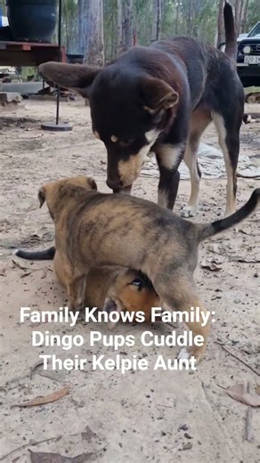 Family Knows Family: Dingo Pups Cuddle Their Kelpie Aunt