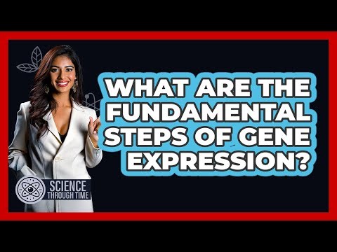 What Are the Fundamental Steps of Gene Expression?