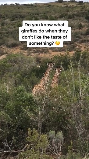 Roxy the Zoologist on TikTok