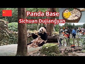 Dujiangyan Panda Base, Sichuan, China: Cuddles and Conservation. 都江堰大熊猫基地
