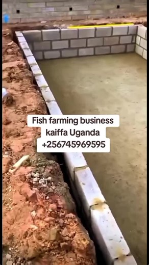 Fish farming in uganda africa #trendingvideo #KaiffaUganda #creatorsearchinsights #fishfarming #trend