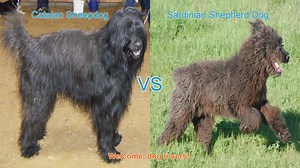 Catalan Sheepdog vs. Sardinian Shepherd Dog: A Comparison of Long-Haired Breeds