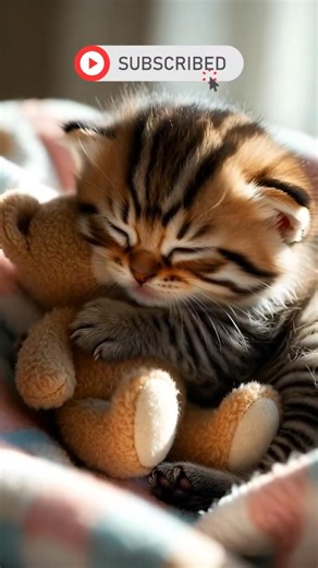 Adorable Sleepy Kitten Sleeping Peacefully 🐾