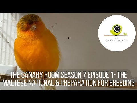 The Canary Room Season 7 - Episode 1 The Maltese National and Preparation for breeding