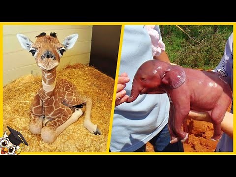 Top 10 Schattigste Baby Dieren