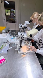 Semen Collection for the Artificial Insemination of Honey Bee Queens To reserve our Queen Bees please visit us: International: www.apis-donau.com Romania: www.apis-donau.ro #honeybees #apiary #bees #apiculture #apicultura #honey #beekeeping #queenrearing #apicoltura #queenbee #imkerei #miel #beeswax #beesofinstagram #seabees #beeston #lovebees #beestrong #saveourbees #savebees #beeswarm #apiary #pollination #beekeepinglife #urbanbeekeeping #ilovebeesandhoney7? | Apis Donau 1905