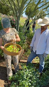 Para los que me preguntaban, este tipo de chile se llama Súper Chile. #lifestyle #fblifestyle | El Capataz