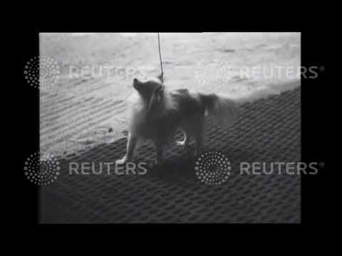 1947 Dog show at Wembley Arena 1947