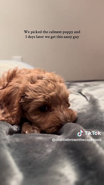 He tricked us…but we still love him #puppylove #puppybarking #crazypuppy #cockapoo