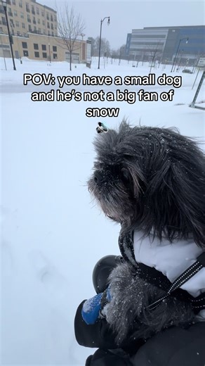 Dog's Hilarious Reaction to Snowstorm