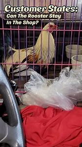 Customer Complaint: Driver’s Side Rear Window Stuck Up | Just Rolled In