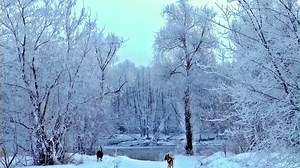 Siberia, Winter, Frost. Free Stock Video