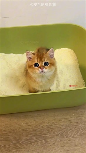 my cat viral video 🤣 #funny #funnyvideo